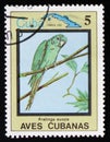 Aratinga euops, the series `Cuban Birds`, circa 1983 Royalty Free Stock Photo