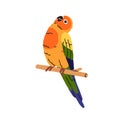 Aratinga parrot. Cute sun parakeet sitting on perch. Funny multicolored bird. Exotic tropical jungle birdie, colorful