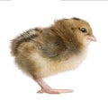 Araucana, 2 days old, standing Royalty Free Stock Photo