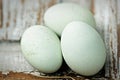 Araucana blue chicken eggs