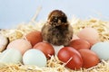 Araucana Chick and Eggs