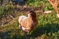 Araucana chicken. Domestic chicken breeds. Rural scene of village life Royalty Free Stock Photo