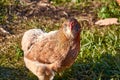 Araucana chicken. Domestic chicken breeds. Rural scene of village life Royalty Free Stock Photo