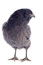 Araucana chicken