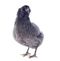 Araucana chicken Royalty Free Stock Photo