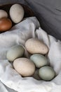 Araucana eggs and goose eggs