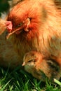 Araucana Hen And Chick Royalty Free Stock Photo
