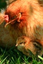 Araucana Hen And Chick