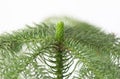 Araucaria Royalty Free Stock Photo