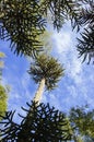 Araucaria