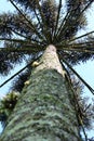 Araucaria Angustifolia (Brazilian pine)