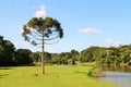 Araucaria Angustifolia (Brazilian pine)