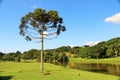 Araucaria Angustifolia (Brazilian pine)