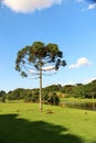 Araucaria Angustifolia (Brazilian pine)