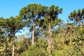 Araucaria angustifolia ( Brazilian pine) in forest