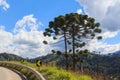 Araucaria angustifolia ( Brazilian pine) near road