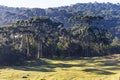 Araucaria angustifolia Forest