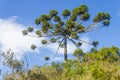 Araucaria angustifolia