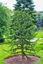 Araucaria araucana or Chilean pine - evergreen conifer tree