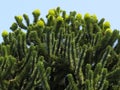 Fresh shoots of araucaria