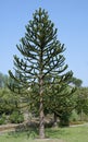 Araucaria araucana- monkey puzzle tree