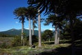 Araucaria araucana or Monkey puzzle tree forest in Villarrica national park in Chile, South America