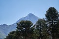 Araucaria araucana, monkey puzzle tree, monkey tail tree in front of Volcano Lanin