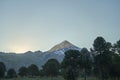 Araucaria araucana, monkey puzzle tree, monkey tail tree, in front of Volcano Lanin