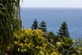 Araucaria araucana and trachycarpus palm view from above. Green coniferous plant. Monkey puzzle tree. Chilean pine