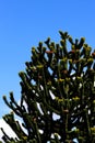 Araucaria Araucana Tree on a clear blue sky Royalty Free Stock Photo