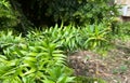 Araucaria bidwillii  in spring in botany. Italy, Palermo Royalty Free Stock Photo