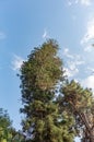 Araucaria Columnaris Called Cook Pine Native From New Caledonia