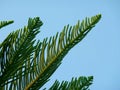 Araucaria columnaris, Cook Pine Tree Green Leaves Against Blue Sky