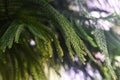 Araucaria columnaris or coral reef araucaria, Cook pine close up