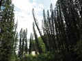 Araucaria columnaris or New Caledonia pine, in south pacific islands, french overseas territory