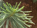 Araucaria Columnaris Or New Caledonia Pine Tree
