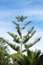 Araucaria columnaris plant. Evergreen tree.