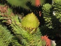 Araucaria cones close up