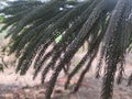 Araucaria Cunninghami tree leafs, pine tree