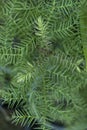 Araucaria cunninghamii colonial pine tree