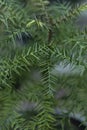 Araucaria cunninghamii hoop pine closeup view