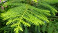 Araucaria Cunninghamii Hoop Pine leaves