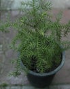 Araucaria cunninghamii hoop pine tree