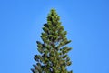 Araucaria cunninghamii