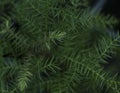 Araucaria cunninghamii pine tree topview