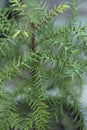 Araucaria cunninghamii plant closeup view