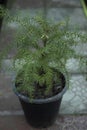 Araucaria cunninghamii small pine tree in a pot