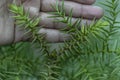 Araucaria cunninghamii tree branch holding in hand