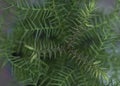 Araucaria cunninghamii tree top angle view