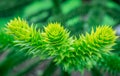 Araucaria evergreen conifer tree branch with soft needles, growing in a garden